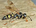 Lestiphorus cockerelli - photo 2