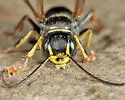 Lestiphorus cockerelli - photo 3