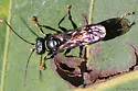 Lestiphorus cockerelli - photo 4