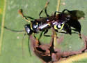 Lestiphorus cockerelli - photo 5