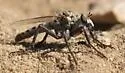 Wyoming Bristleback - Lestomyia strigipes