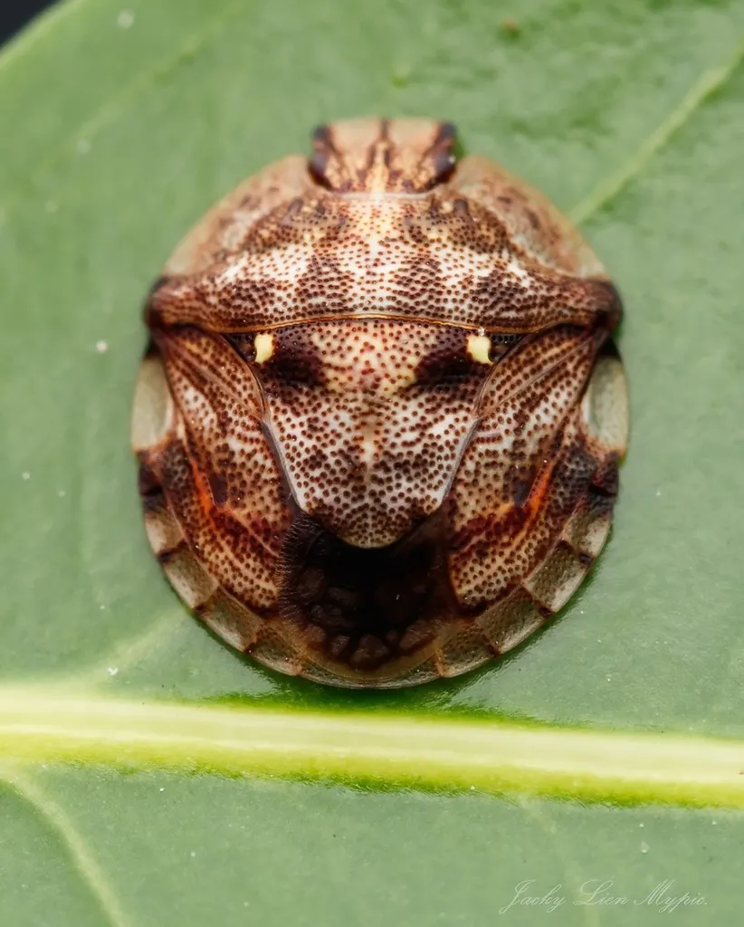 Lestoniidae - photo 2