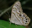 Creole Pearly-eye - Hodges#4568.2
