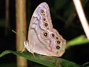 Creole Pearly-eye - Hodges#4568.2 - photo 2