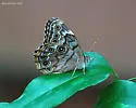 Creole Pearly-eye - Hodges#4568.2 - photo 3