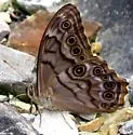 Creole Pearly-eye - Hodges#4568.2 - photo 4