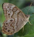 Creole Pearly-eye - Hodges#4568.2 - photo 5