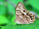 Southern Pearly-eye - Hodges#4568