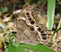 Southern Pearly-eye - Hodges#4568 - photo 2