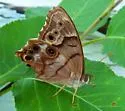 Southern Pearly-eye - Hodges#4568 - photo 3