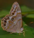 Southern Pearly-eye - Hodges#4568 - photo 4