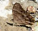 Southern Pearly-eye - Hodges#4568 - photo 5
