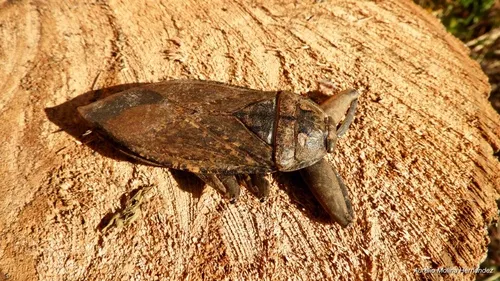 Lethocerus collosicus
