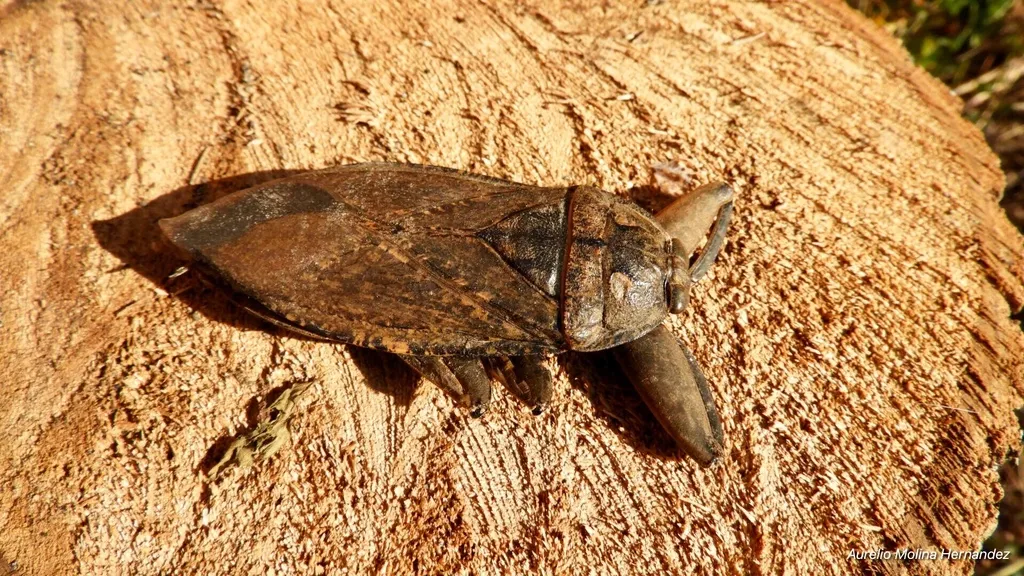 Lethocerus collosicus - photo 2