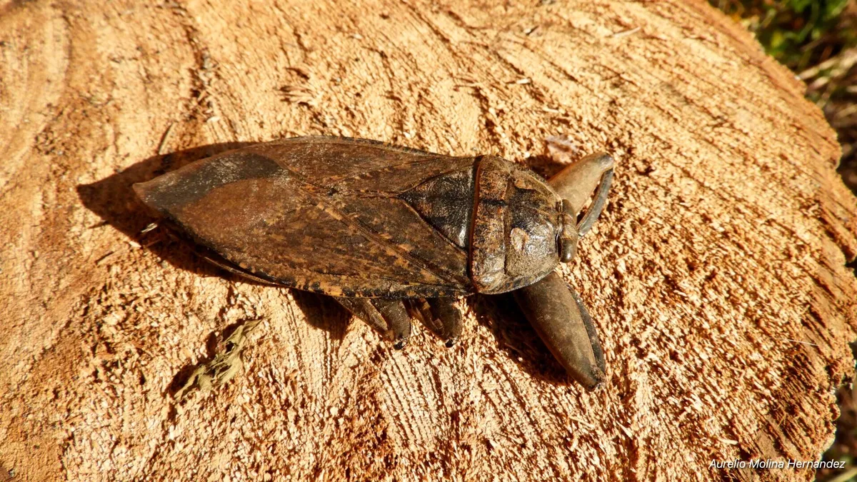 Lethocerus collosicus - photo 3