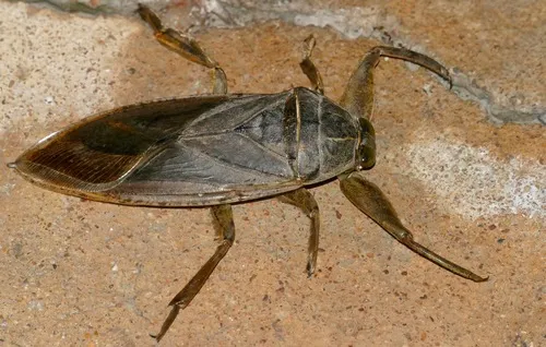 African Giant Water Bug