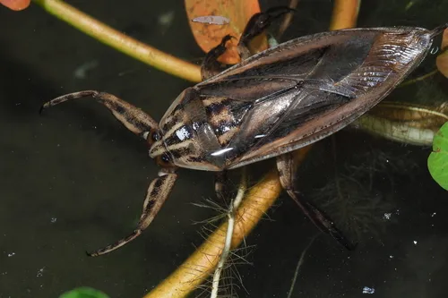 Asian Giant Water Bug