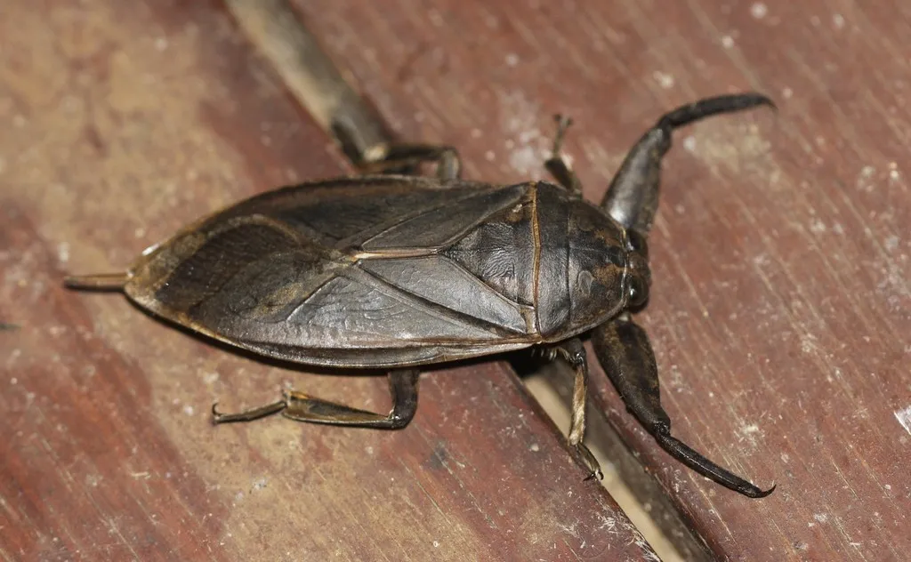Australasian Giant Water Bug - photo 2