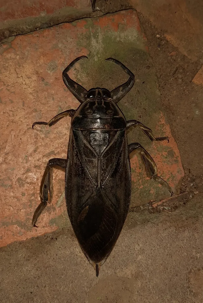 Lethocerus maximus - photo 2