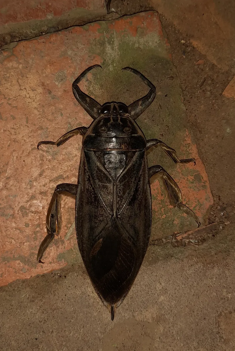 Lethocerus maximus - photo 3