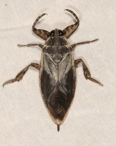 Lethocerus medius