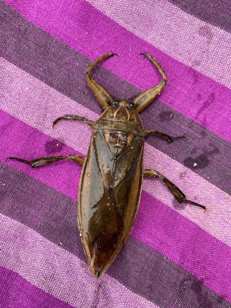 Indo-East Mediterranean Giant Water Bug - photo 2