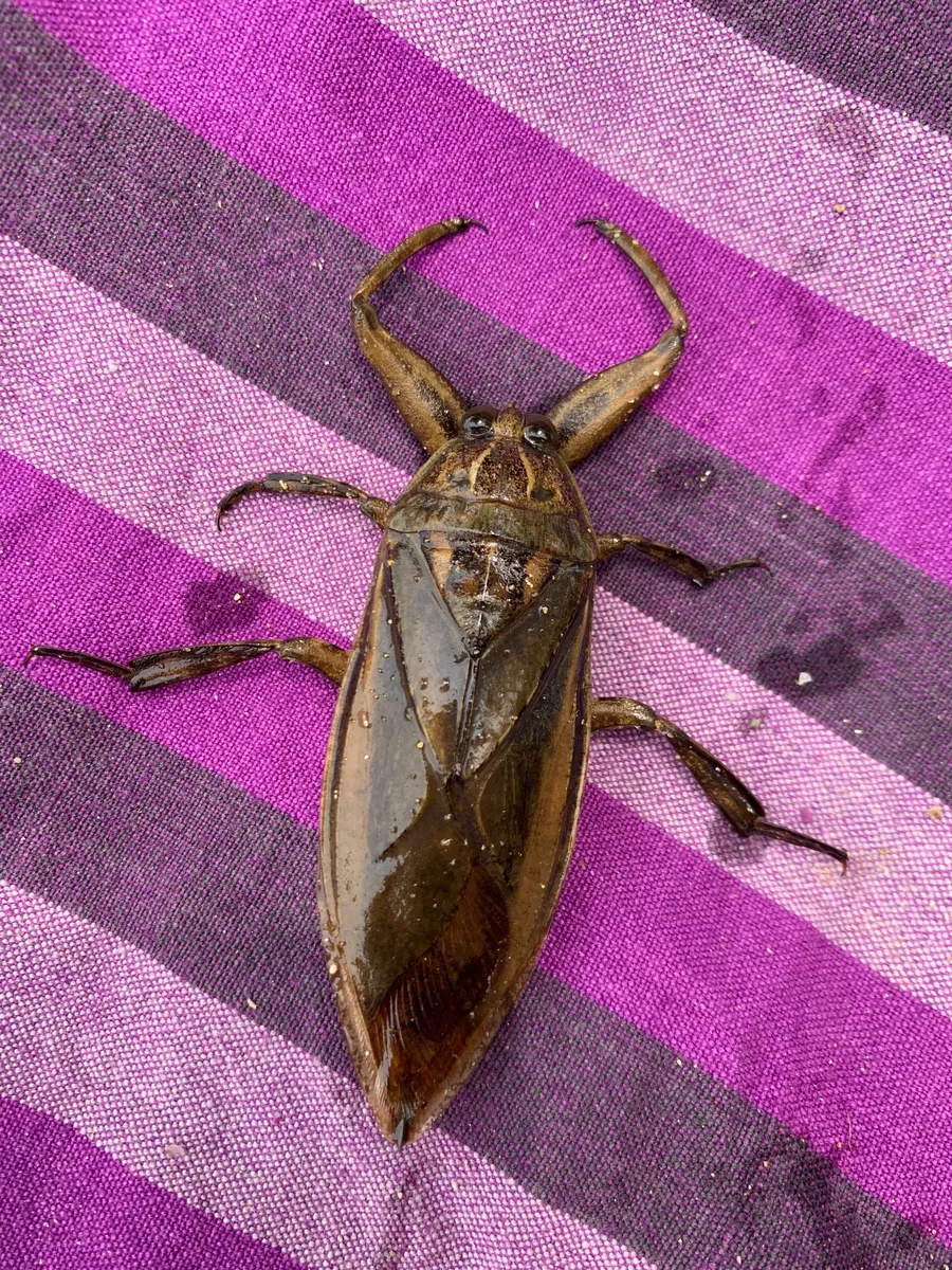 Indo-East Mediterranean Giant Water Bug - photo 3