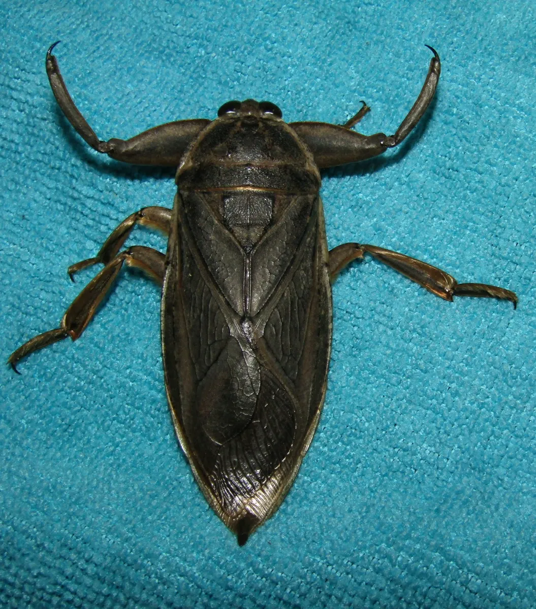 Lethocerus truxali - photo 3