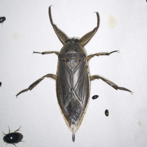 Uhler's Water Bug