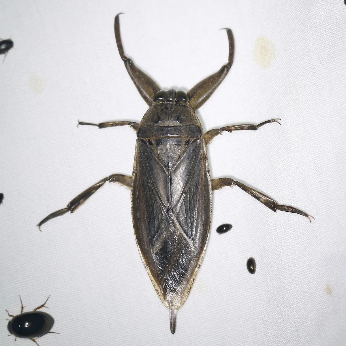 Uhler's Water Bug - photo 3