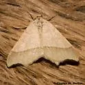 Letispe metanemaria - Hodges#6325 - photo 2