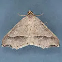 Letispe metanemaria - Hodges#6325 - photo 4
