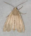 Northern Linen Wainscot - Hodges#10440.1