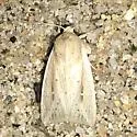 Northern Linen Wainscot - Hodges#10440.1 - photo 2