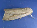 Northern Linen Wainscot - Hodges#10440.1 - photo 3