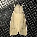 Northern Linen Wainscot - Hodges#10440.1 - photo 4