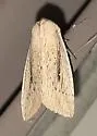 Northern Linen Wainscot - Hodges#10440.1 - photo 5