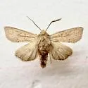 Leucania calidior - Hodges#10460 - photo 3
