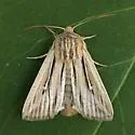 Leucania commoides - Hodges#10447 - Leucania commoides