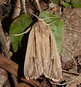 Leucania commoides - Hodges#10447 - photo 4