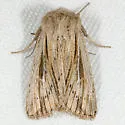 Leucania dia - Hodges#10449.1