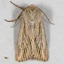 Leucania dia - Hodges#10449.1 - photo 2