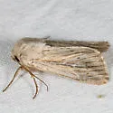 Leucania dia - Hodges#10449.1 - photo 3