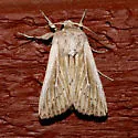 Leucania dia - Hodges#10449.1 - photo 4