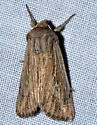 Leucania dia - Hodges#10449.1 - photo 5