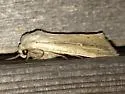 Leucania extincta - Hodges#10439
