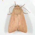 Leucania farcta - Hodges#10441