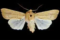 Leucania farcta - Hodges#10441 - photo 3