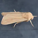 Leucania farcta - Hodges#10441 - photo 4