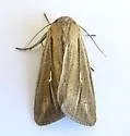 Leucania imperfecta - Hodges#10452 - photo 4